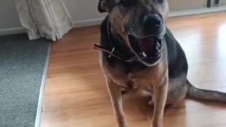 Dog Catches Treat | Indi Never Misses!