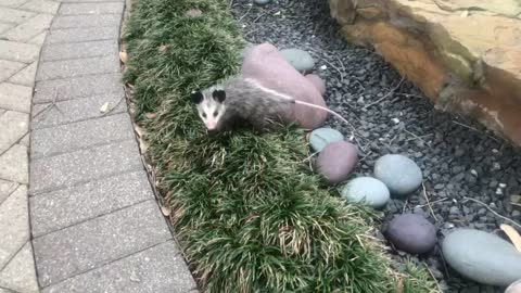 Baby Possum Looks Confused 🥺