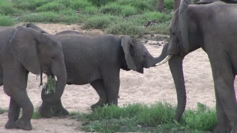 Baby 🐘 elephants videos