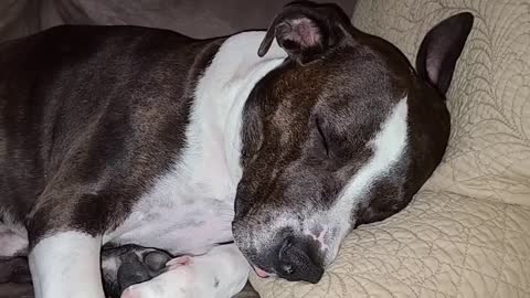 Exhausted pit bull - Cutest boy ever