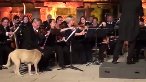 - Video Dog crashes orchestra performance in the cutest moment in classical music_360p