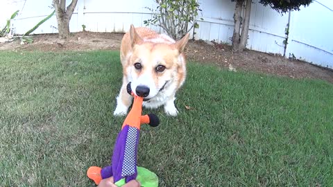 Isaac the Corgi - Lazy Day, Playing in the Backyard
