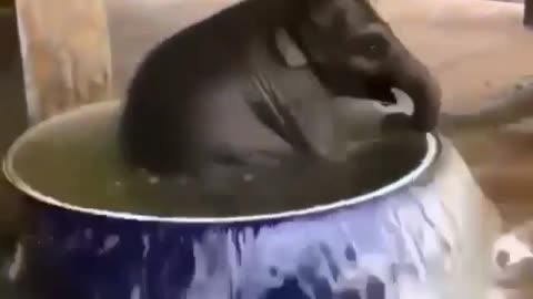 cute babby elephant enjoying water bath