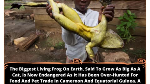 World's Biggest Frog: Battling Extinction In Cameroon And Equatorial Guinea