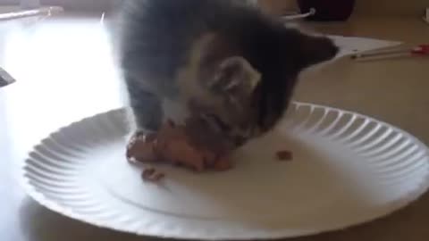 Hungry kitten wants food