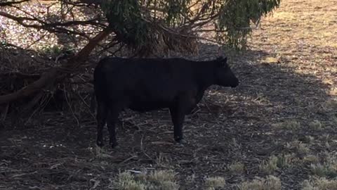 Cow chewing on grass