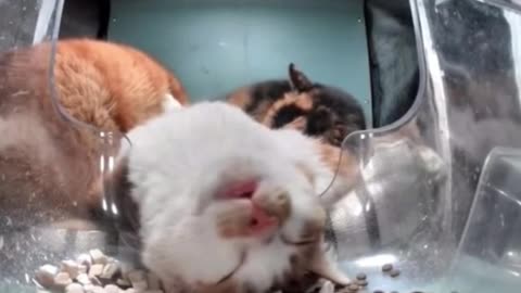 Snoring kittens? Lol