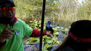 Everglades Airboat Winter Tour
