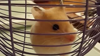 El hamster más lindo del mundo da un adorable paseo en rueda