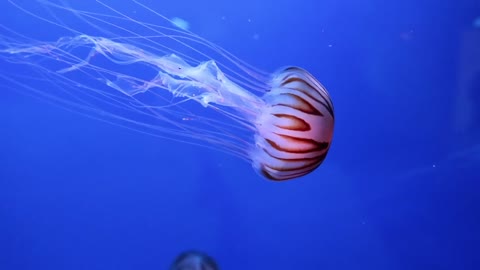 Jelly fish colorful and beautiful - man & camera