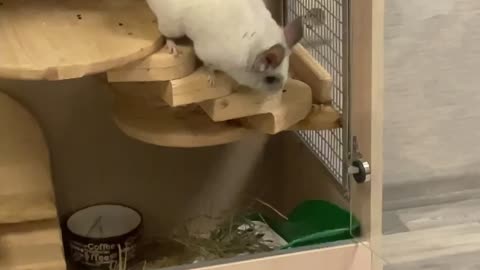 the sound of a chinchilla