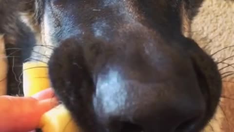 Dog Trying Eat Sponsh