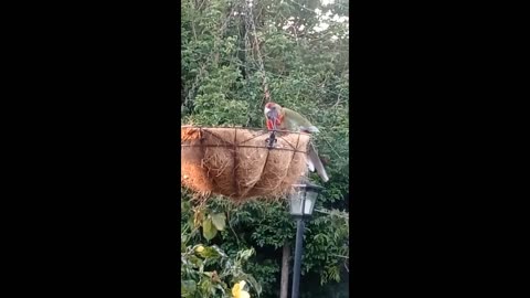 Wild Young Crimson Rosella Sings For His Supper