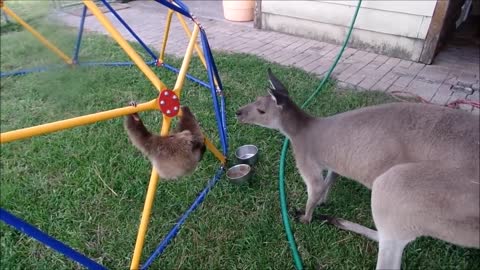 Baby Sloths Being Sloths FUNNIy