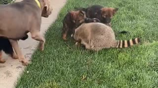 Pet Raccoon Plays With Puppies