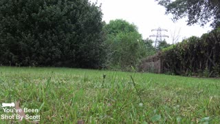 Red Kite snatching mouse from grass