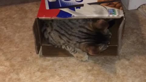 Kitty in the milkbox