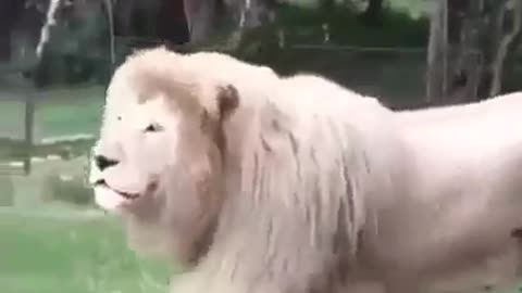 3d vr Lion animal funny video