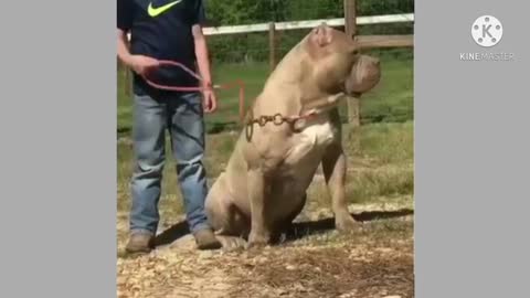 This pitbull looks like mass.