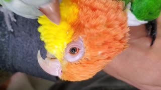 Rescue parrots find love 💘