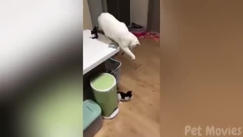 🐾Your 1 Hour Dose of Funny Dogs & Cats😂🐶🐱.mp4