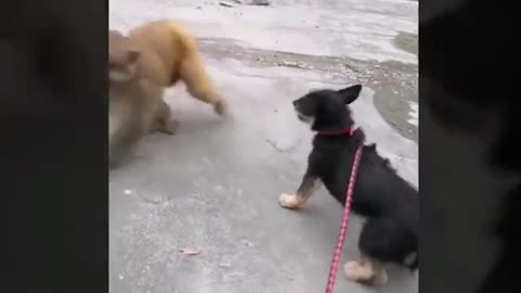 dog vs monkey best funny animal fight