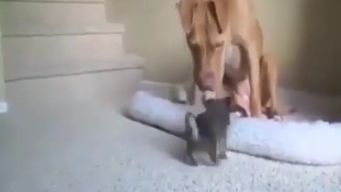 Dog Plays With Puppy