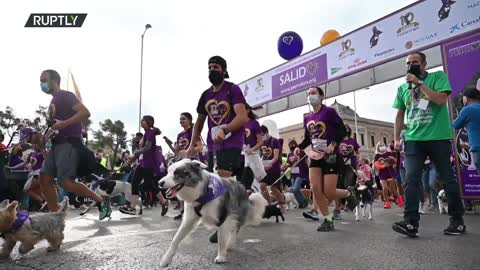 Madrid: Thousands of dog owners and their four-legged friends flood streets in pro-adoption pup race