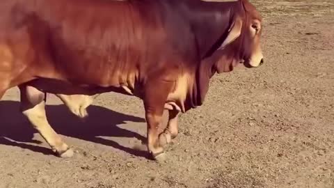 Elmo Picasso |Red Brahman Bull |Rockley Brahmans |Australia