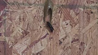 Mud Dauber at work (sound up)