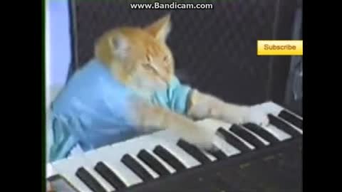 Piano Cat 2 Minutes!