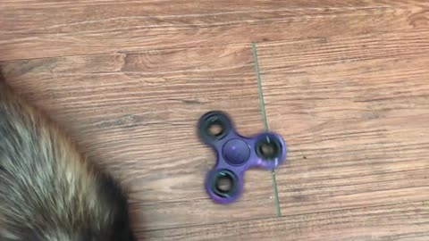 Will ferrets play with a fidget spinner?