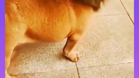 Funny video DOG SHORT