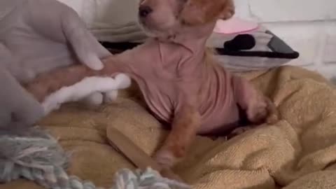 A puppy in bad shape nursed back to great health