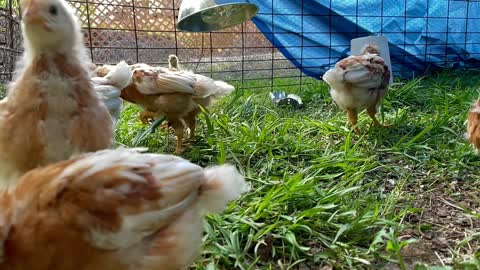 Chicks - Week 4