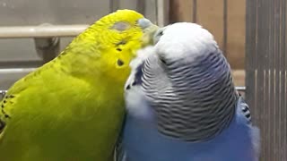 Cute Couple of Budgies loving each other