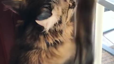 Look How This Cat React when She Wants to Go Out