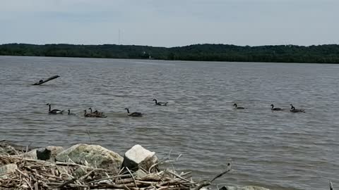 Geese on the Mississippi river in Iowa