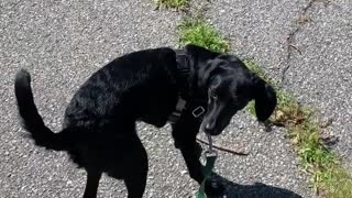 Dog Double Checks Whenever it Hears a Fart