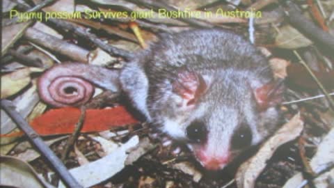 Pigmy Possum found in Australia after giant forest fire