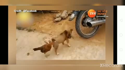 Viral Video: The hen pulled the dog's tail with its beak, see how the dog got scared