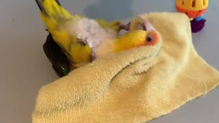 Caique parrot adorably plays with piece of cloth
