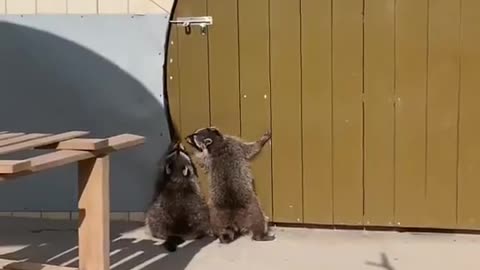 Jumping raccons cant reach doorknob