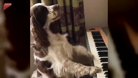 He eagerly sat down at the piano. It's funny