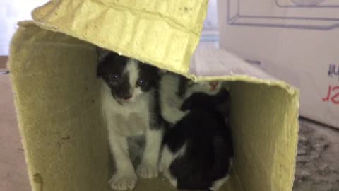3 Baby Cats Hide in A Small Box