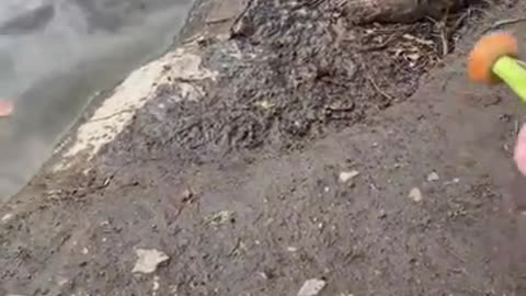 Cute and Funny Beaver Taking Food From Humans