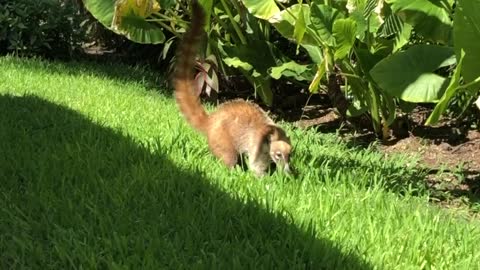 Coati steals fries from poolside vacationer