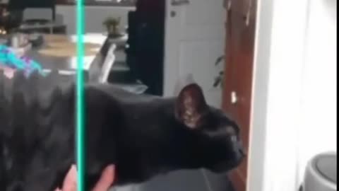 Black cat transforms into a long neck 😂