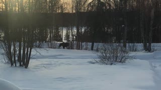 Moose in the front yard