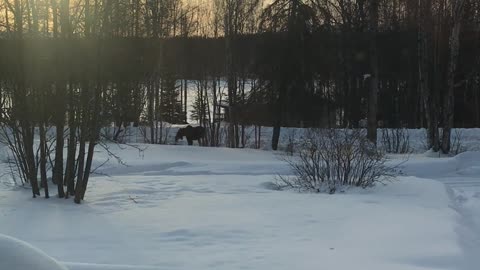 Moose in the front yard